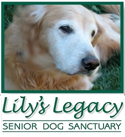 Groups Specializing In Senior Dog Rescue And Offering Sanctuary