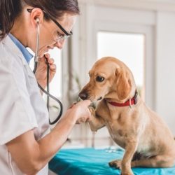A senior dog should have a wellness check-up every six months.
