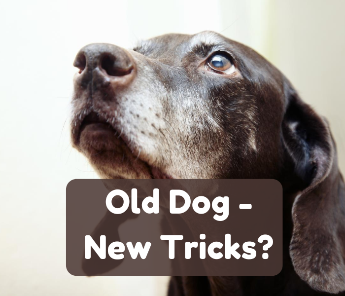 Can you train an older dog?