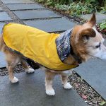 14-year-old Tux loves his little yellow raincoat!