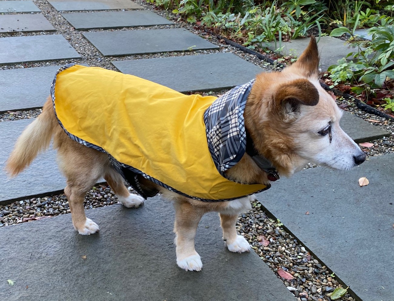 14-year-old Tux loves his little yellow raincoat!