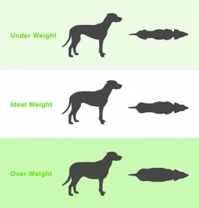 Dog Weight Assessment