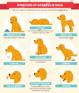 Dog Symptoms of Sickness
