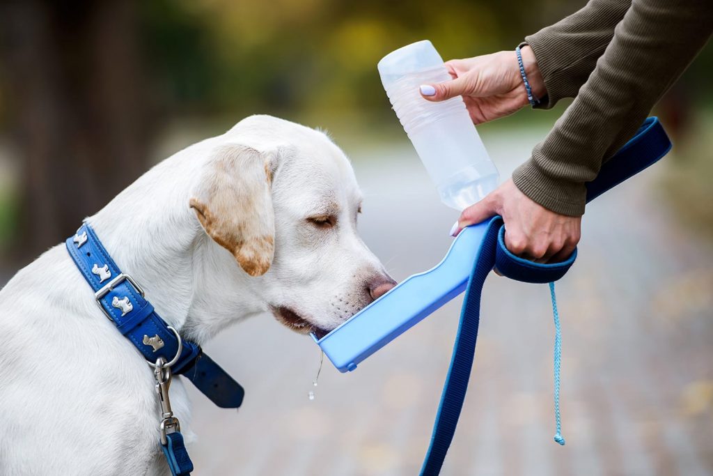 portable-dog-water-bottle-shutterstock_1629972676-1024x683