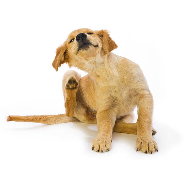 16 week old cute Golden Retriever puppy scratching fleas with hind leg in motion on a white background "Missy"